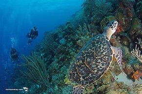 LionsDive Beach Resort