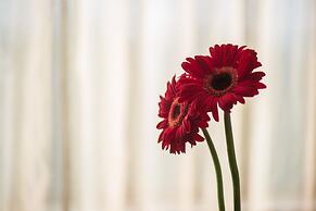 Vivanta Colombo, Airport Garden