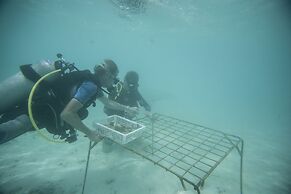 Taj Coral Reef Resort & Spa Maldives – A Premium All Inclusive Resort