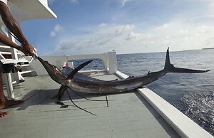 Taj Coral Reef Resort & Spa Maldives – A Premium All Inclusive Resort