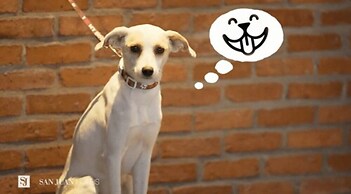 SJ Royal - San Juan Curitiba