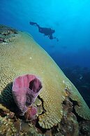 El Cozumeleño Beach Resort - All Inclusive