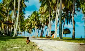 Pelangi Beach Resort & Spa, Langkawi
