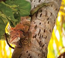 Limetree Beach Resort by Club Wyndham