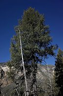 Junipine Resort