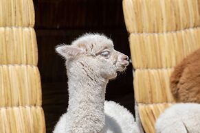 Sonesta Posadas del Inca Lake Titicaca - Puno