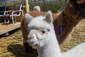 Sonesta Posadas del Inca Lake Titicaca - Puno