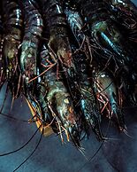 InterContinental Doha Beach & Spa by IHG