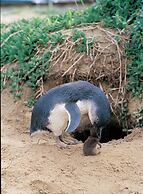 Phillip Island Apartments