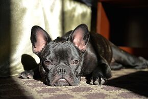 Riversage Billings Inn