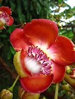 Goblin Hill Villas at San San