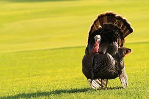 Paniolo Greens At Waikoloa