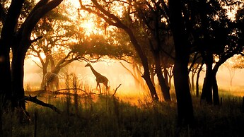 Disney's Animal Kingdom Lodge