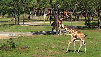 Disney's Animal Kingdom Lodge