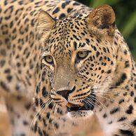 Sofitel Athens Airport