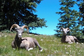 Sagebrush Inn & Suites