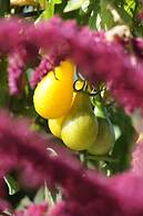 Château de la Bourdaisière