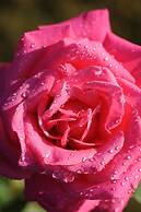 Château de la Bourdaisière