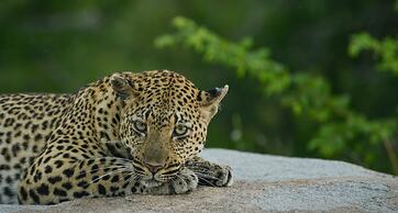 Lion Sands River Lodge