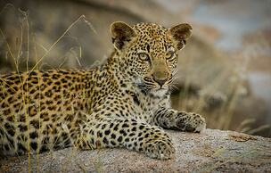 Lion Sands River Lodge