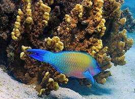 The Rarotongan Beach Resort & Lagoonarium