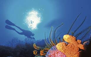 Anse Chastanet Resort