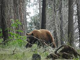 Super 8 by Wyndham Lindsay Olive Tree