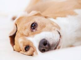 Sofitel Washington DC Lafayette Square