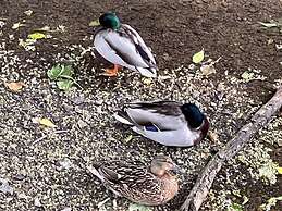 Da Vinci Guest House Gatwick