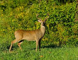 River Terrace Resort & Convention Center