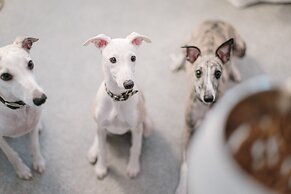 Hotel Manos Stephanie