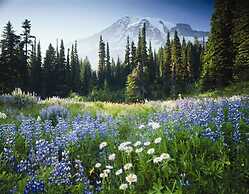 Comfort Suites Airport Tukwila Seattle