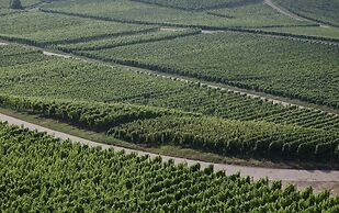 AKZENT Waldhotel Rheingau