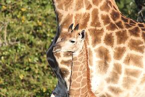 Gooderson Bushlands Game Lodge