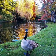 James Bay Inn Hotel & Suites