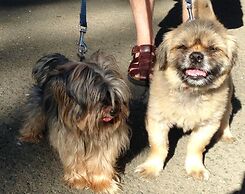 Backyard Garden Oasis