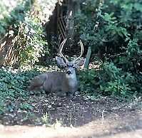 Backyard Garden Oasis