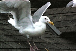 Qualicum Breeze Beach Resort