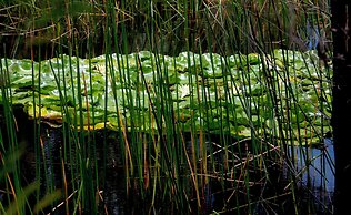 The Bower at Broulee