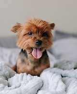 Blue Tree Premium Verbo Divino