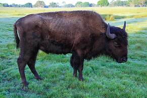 Westgate River Ranch Resort & Rodeo