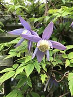 The Struan Inn Self Catering Lodge