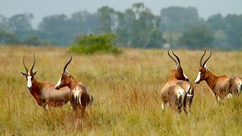 Irene Country Lodge, Autograph Collection®