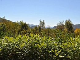 Nordic Village Resort