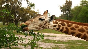 Holiday Inn Express Hotel & Suites New Tampa I-75 by IHG