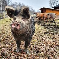 Högbo Brukshotell & Spa