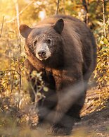 Four Seasons Resort Jackson Hole