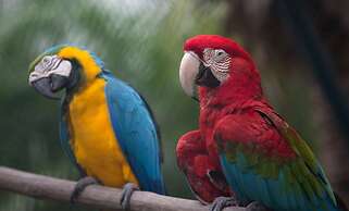 Playa Blanca Beach Resort - All Inclusive