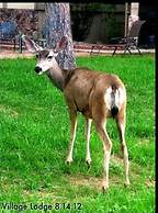 Village Lodge Condos