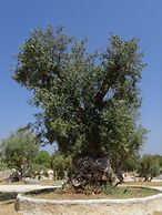 Hotel Capela das Artes